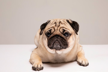 Cute dog Pug breed looking with funny face feeling so happiness Isolated on grey background,Purebred Dog Pug Concept