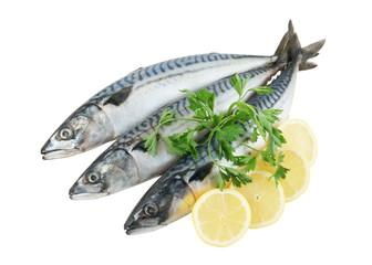 Mackerel fish, Scomber scrombrus with lemon slices and parsley isolated on white