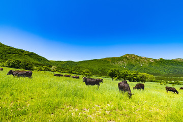 春の新緑の高原の牧場