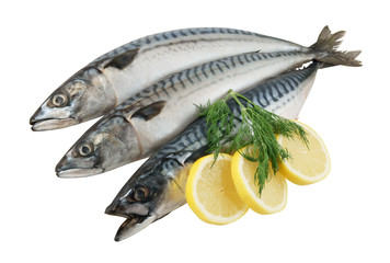 Raw mackerel fsh with lemon and dill isolated on white background