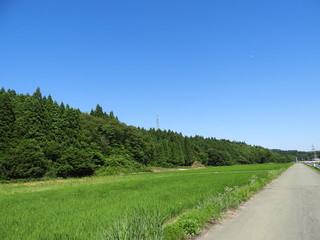 Fototapeta na wymiar 青空と夏の田園風景
