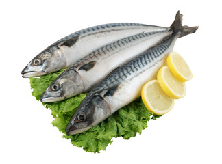 Fresh mackerel fish with greens and lemon isolated