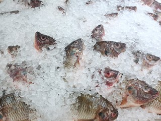 Top view of fresh tilapia on ice for sale in the fish market at Thailand, seafood as a background (Oreochromis niloticus)