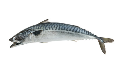 Mackerel fish isolated on white background