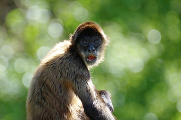 おサルさん　ジェフロイクモザル