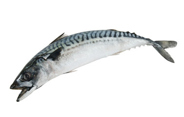 Fresh mackerel fish isolated on the white background