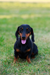 Dog breed dachshund
