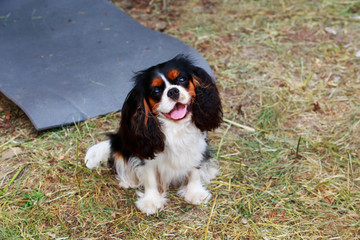 Cavalier King Charles Spaniel