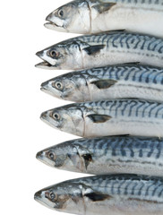Mackerel fish isolated on the white background