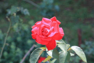 riot of flowers in the summer park