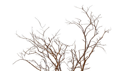 Dry tree