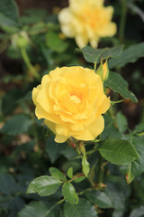 riot of flowers in the summer park