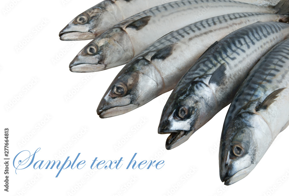 Wall mural mackerel fish isolated on the white background