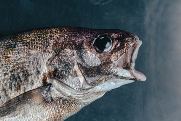 Fresh organic fish on ice on the market on dark vintage background  close-up.