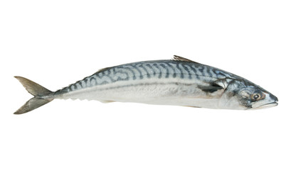 Fresh mackerel fish isolated on the white background