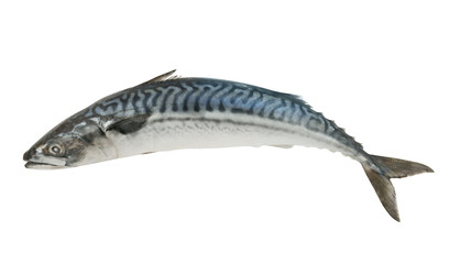 Fresh mackerel fish isolated on the white background