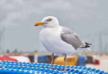 Silbermöwe auf einem Strandkorb.