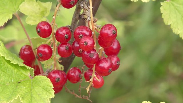 A fruiting red currant bush in the garden