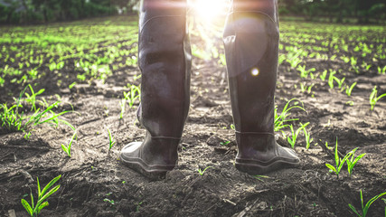 Close up rubber boots of farmer standing in the cornfield at sunset. agricultural concept.