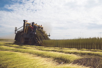 Fototapeta premium Farm worker cutting linen under a sunny sky