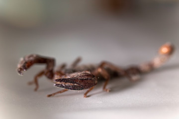 scorpion