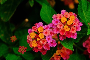 Full bloom Lantana flowers (Lantana aculeate Linn.) with green leaves background.