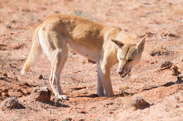 Wild Dingo in the outback desert country of Queensland, Australia.