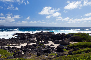 Mauritius. Tropical plants at the stony sea edge