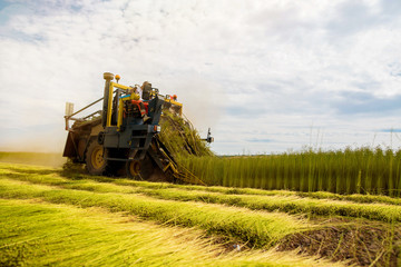 Fototapeta premium Farm worker cutting linen under a sunny sky