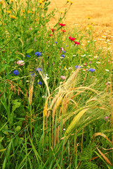 insektennahrung wildblumen am feldrand