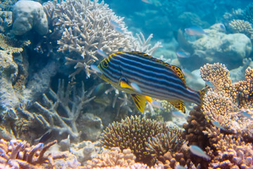 Fototapeta premium Fishes in corals. Maldives. Indian ocean.