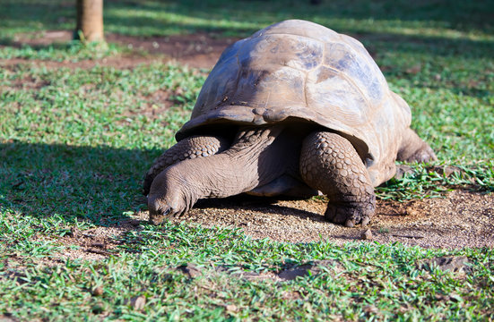  Big Seychelles turtle in park...