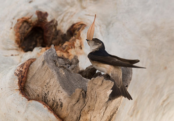  fairy martin creating a nest in a river gum tree in South Australia