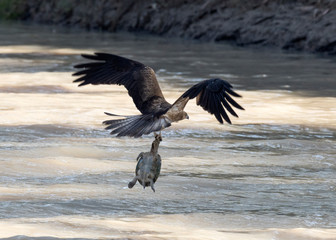 whistling kite catching a cooper creek turtle, South Australia.