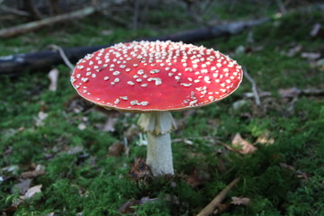 Fliegenpilz, Schwarzwald