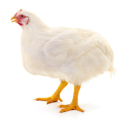 white hen isolated.