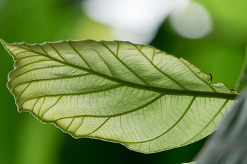 Single Green Leaves,The Sun shines through the leaves.