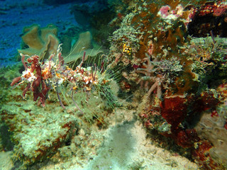 Fototapeta na wymiar The healthy and beautiful coral reefs in Sipadan Island, Semporna, Tawau. Sabah, Malaysia, Borneo. 