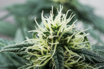 Naklejka na ściany i meble cannabis bud medical strain