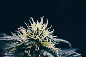 legal medical cannabis marijuana bud