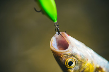 Concepts of successful fishing. Fishing. Fishing in river. Catches a fish. River grayling on the...