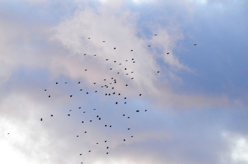 Birds