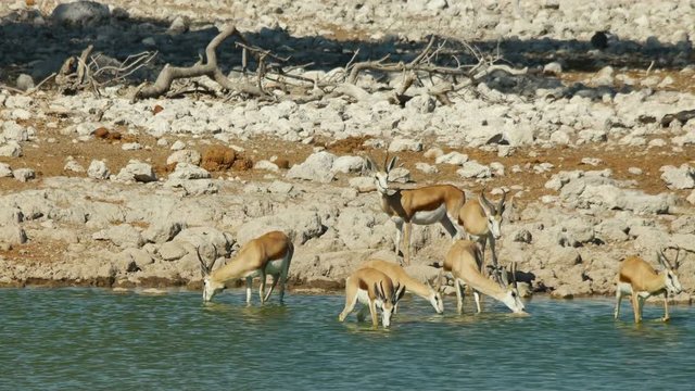 springbok antelopes drink water