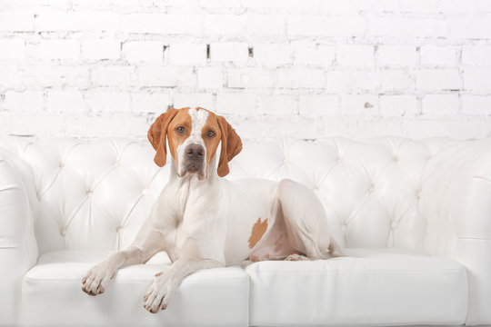 White with red English pointer dog posing in a photo Studio at the background of white brick wall