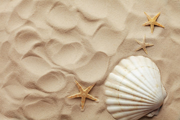 Fototapeta na wymiar seashells and sand, summer beach background
