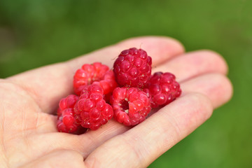rote frische Himbeeren auf der Hand einer Person werden angeboten