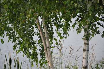  brzoza © Татьяна Адамович