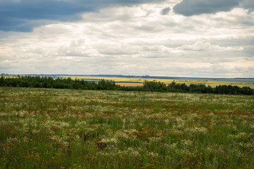 blooming uncultivated fields in Chuvashia,shot on a cloudy summer day