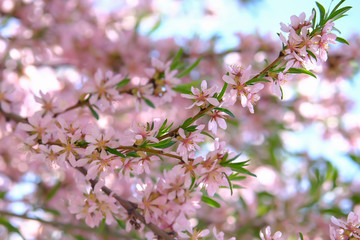 Fototapeta premium pink flowers in garden