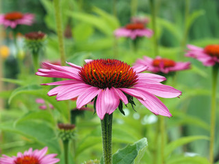 Rote Blüte